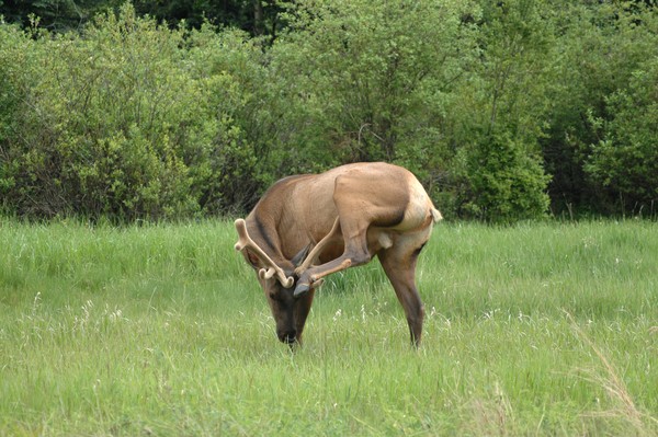 Elks